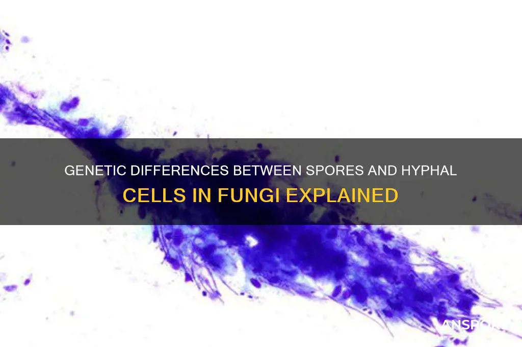 how do spores compared with hyphal cells genetically