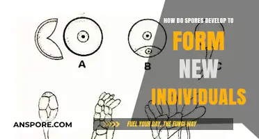 Unveiling the Journey: How Spores Develop into New Individuals