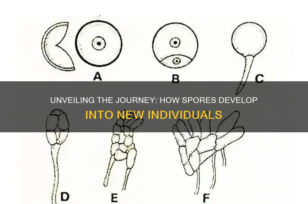 how do spores develop to form new individuals