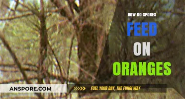 How Spores Invade and Feed on Oranges: A Detailed Exploration