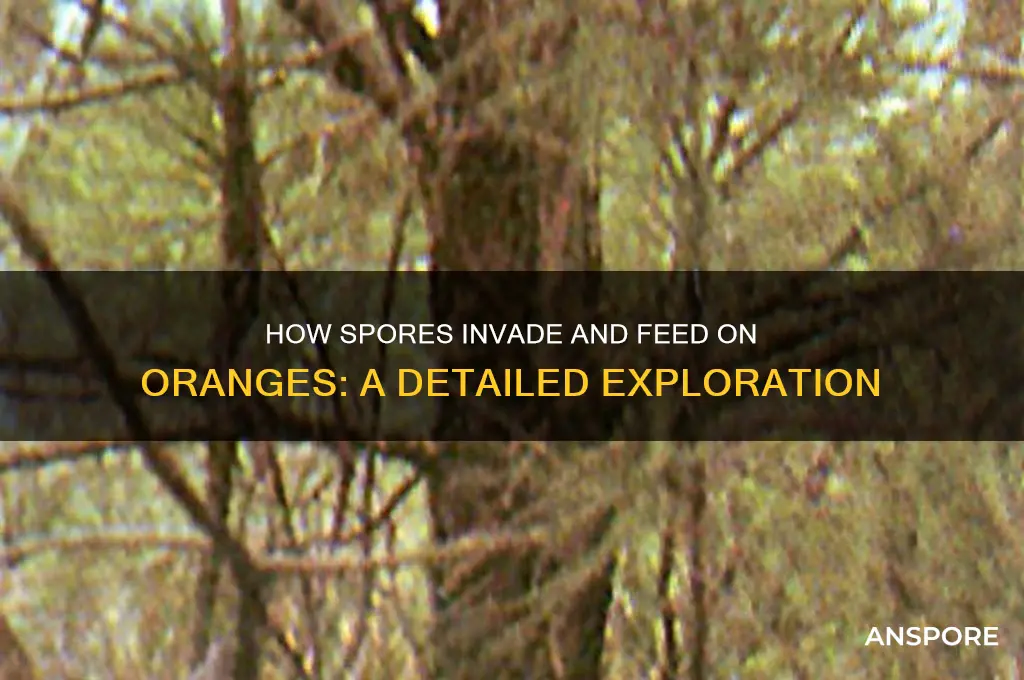 how do spores feed on oranges