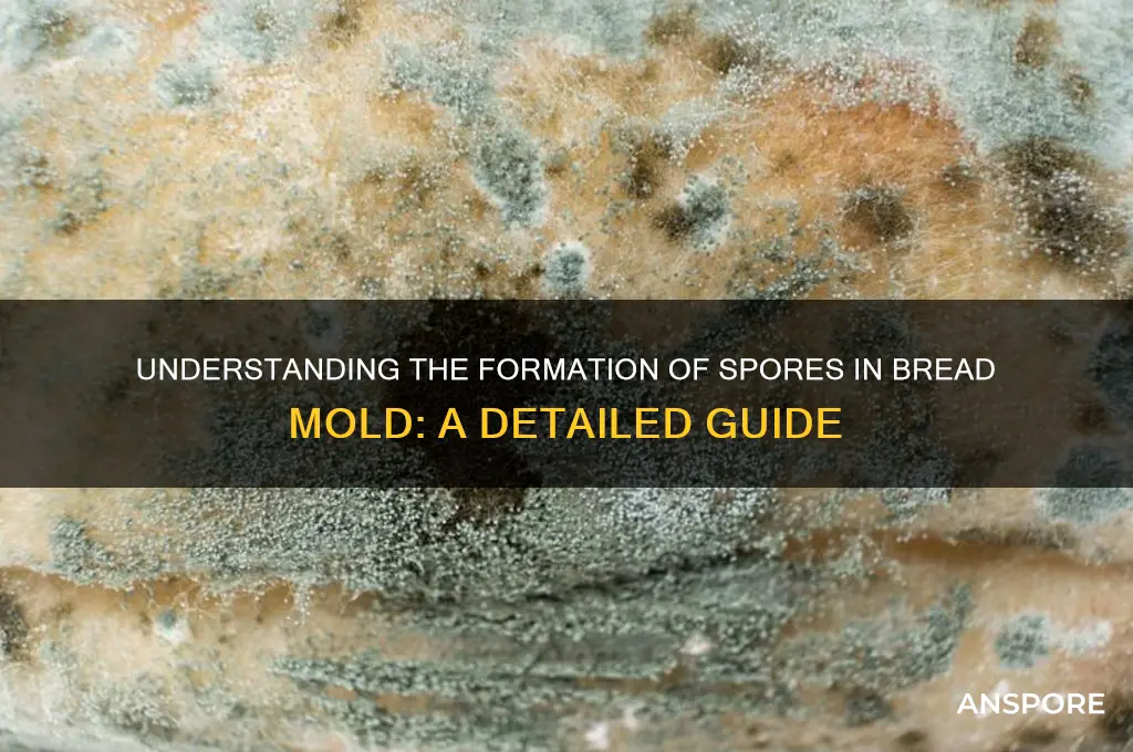 how do spores form in bread mold