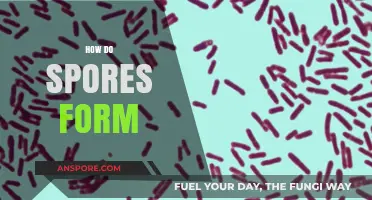 Understanding the Fascinating Process of How Spores Develop and Form