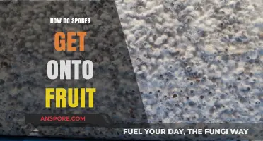 Understanding How Spores Travel and Contaminate Fresh Fruits