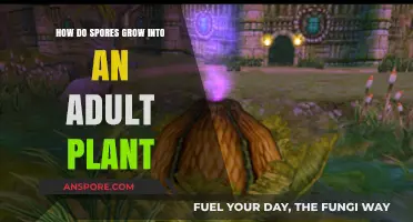 From Spore to Plant: Unveiling the Growth Journey of Adult Flora