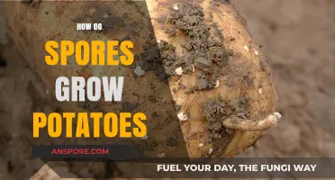 Unveiling the Science: How Spores Contribute to Growing Potatoes