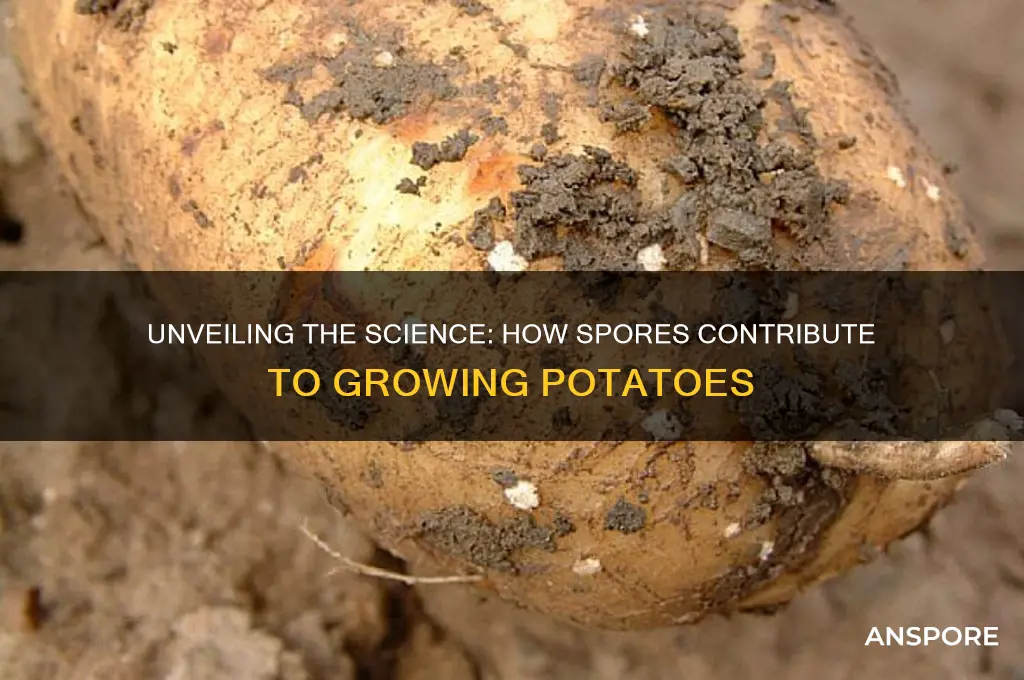 how do spores grow potatoes