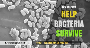 How Spores Enable Bacterial Survival in Extreme Conditions