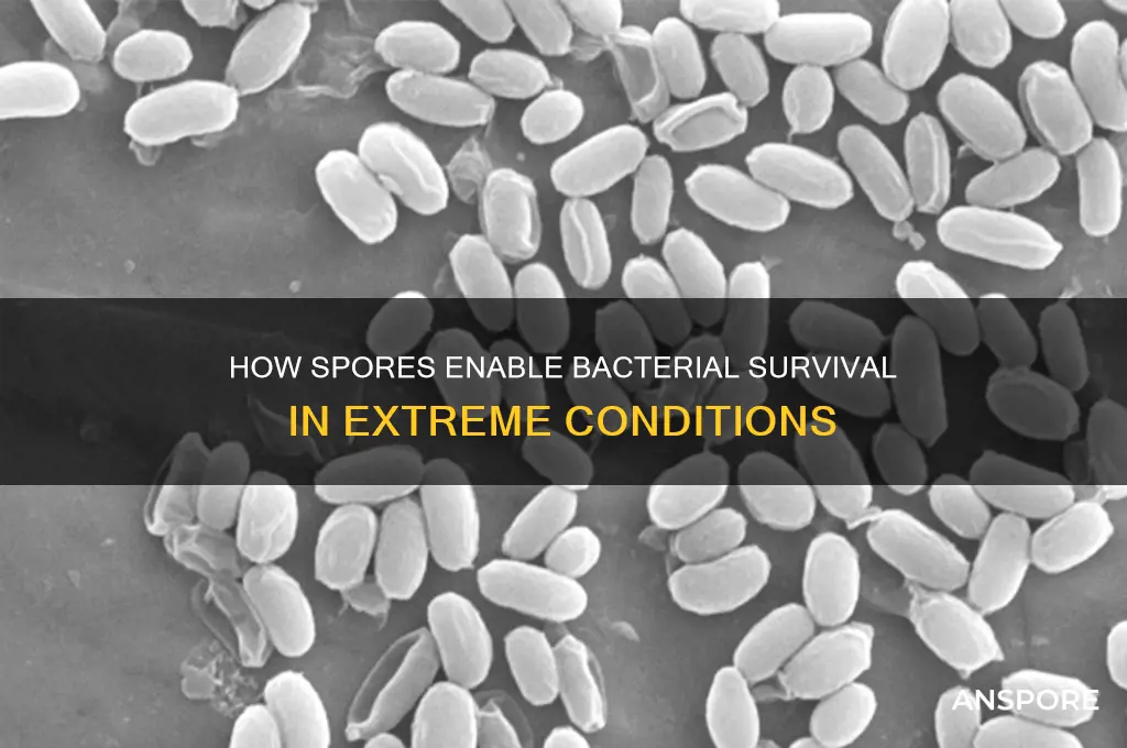 how do spores help bacteria survive