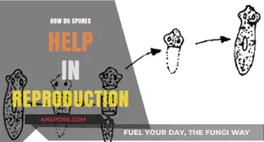 How Spores Facilitate Plant and Fungal Reproduction: A Comprehensive Guide