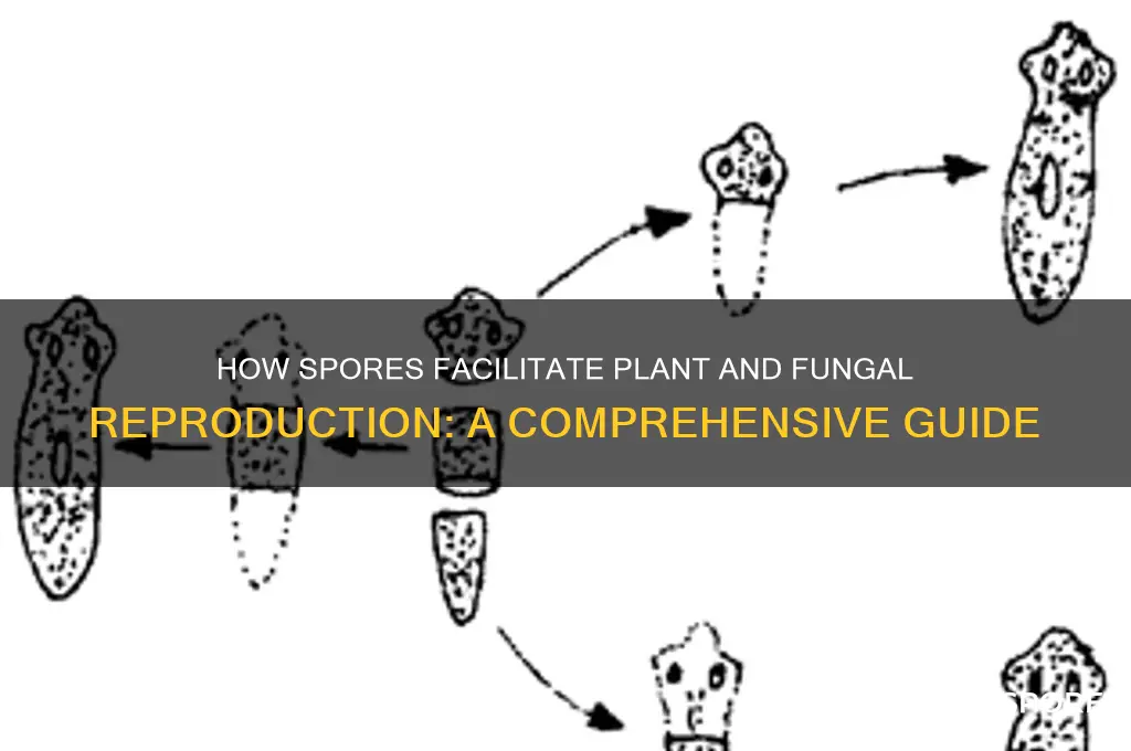 how do spores help in reproduction