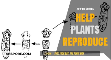 How Spores Enable Plant Reproduction: A Comprehensive Guide