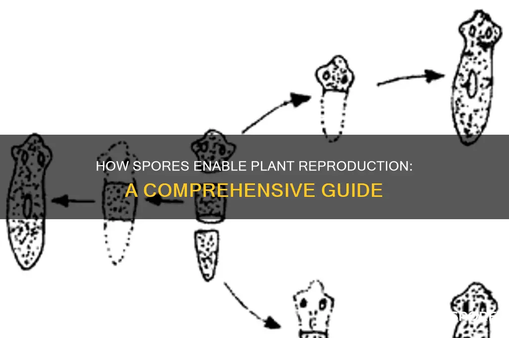 how do spores help plants reproduce
