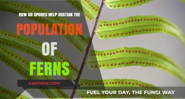 How Spores Ensure Fern Population Survival and Growth