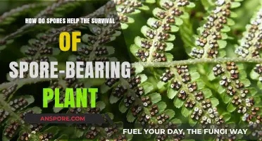 How Spores Ensure Survival of Spore-Bearing Plants