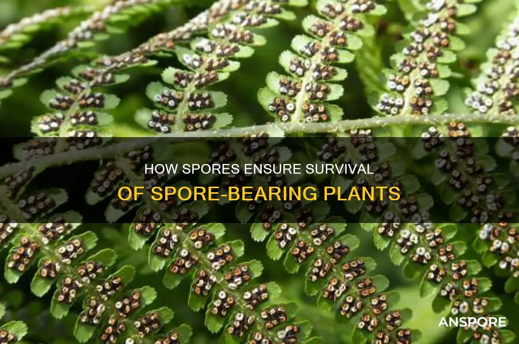 how do spores help the survival of spore-bearing plant
