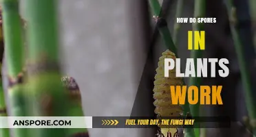 Unveiling the Survival Secrets: How Plant Spores Function and Thrive