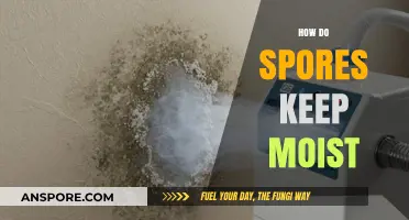 How Spores Retain Moisture: Survival Strategies in Dry Environments