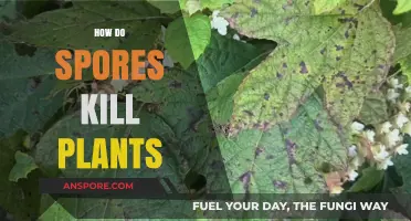 Deadly Spores: How Fungal Infections Destroy Plants and Crops