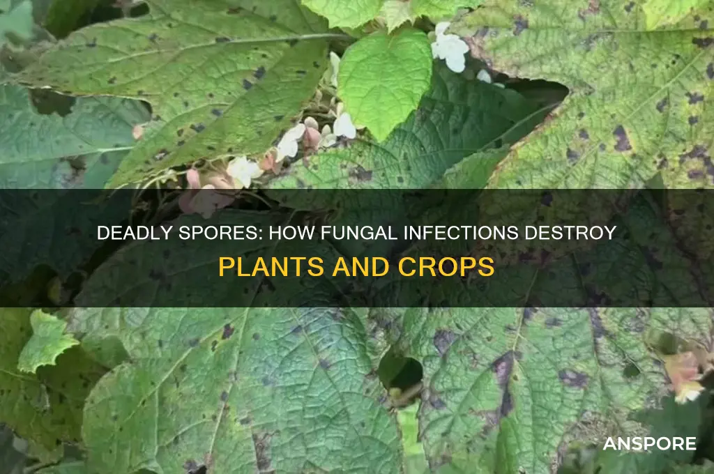 how do spores kill plants