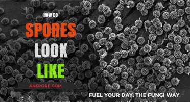 Unveiling the Microscopic World: What Do Spores Really Look Like?