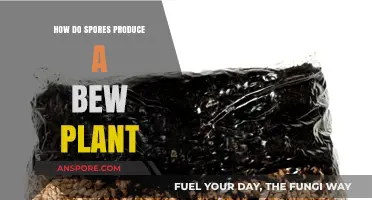 How Spores Germinate and Grow into New Plants Explained