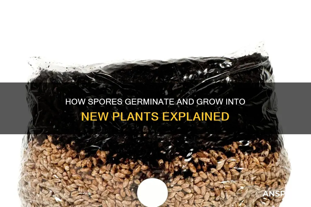 how do spores produce a bew plant