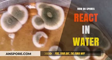 Exploring How Spores React in Water: Behavior and Survival Mechanisms