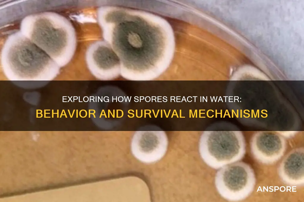 how do spores react in water