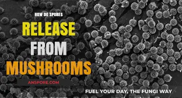 Mushroom Spore Release: Nature's Magic Explained