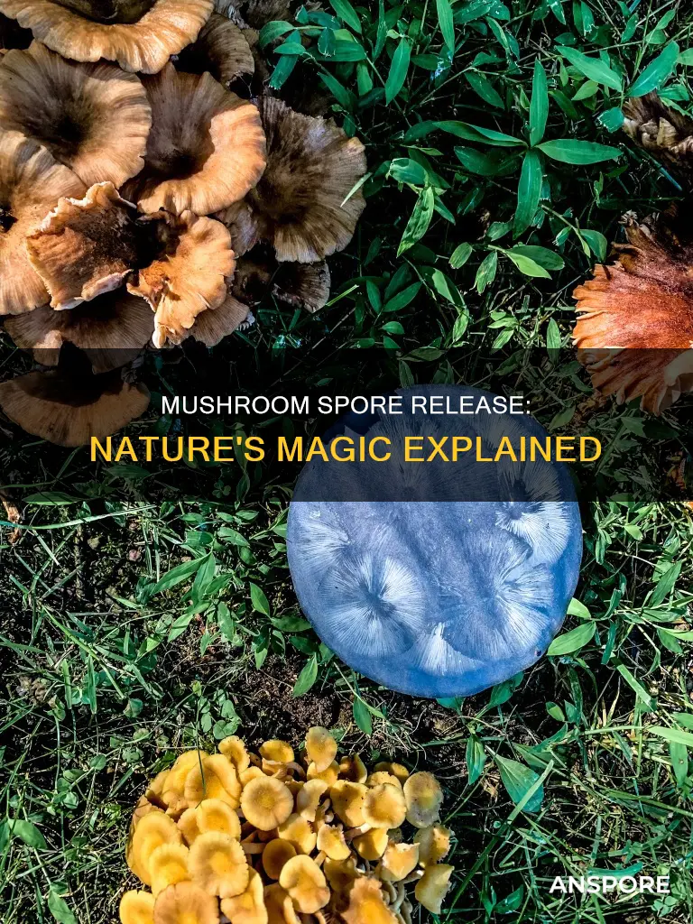 how do spores release from mushrooms