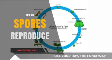 Unveiling the Fascinating World of Spores: Reproduction Secrets Explained