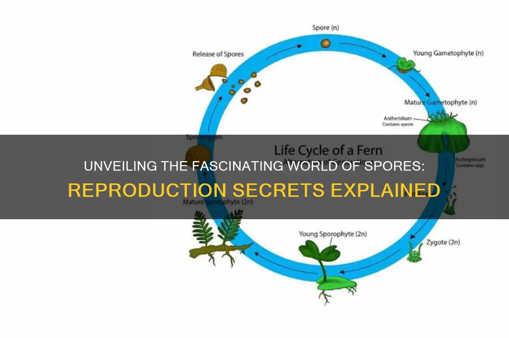 how do spores reproduce