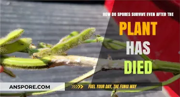 Surviving Beyond Death: The Remarkable Resilience of Plant Spores