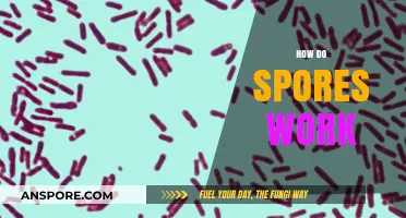 Unveiling the Survival Secrets: How Spores Work and Thrive