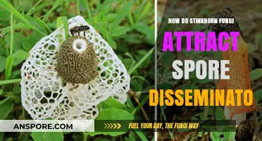 Stinkhorn Fungi's Smelly Secret: Attracting Spore Spreaders with Odor