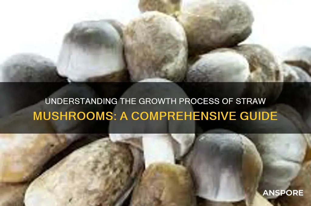 how do straw mushrooms grow