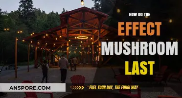 Psychedelic Journey: Understanding Mushroom Trips