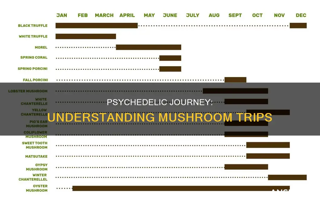 how do the effect mushrooms last