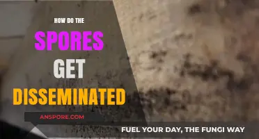 Understanding Spore Dissemination: Methods and Environmental Factors Explained