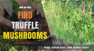 Uncovering the Secrets: How Truffle Hunters Locate Rare Mushrooms