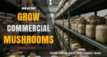Growing Commercial Mushrooms: Techniques, Conditions, and Harvesting Methods Explained