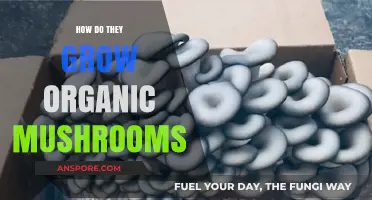 Mastering Organic Mushroom Cultivation: Sustainable Techniques for Healthy Harvests