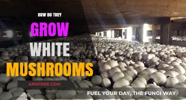 Growing White Mushrooms: A Step-by-Step Cultivation Guide for Beginners