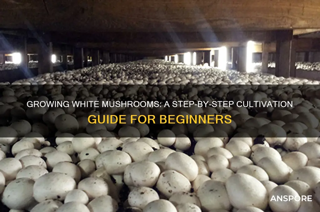 how do they grow white mushrooms