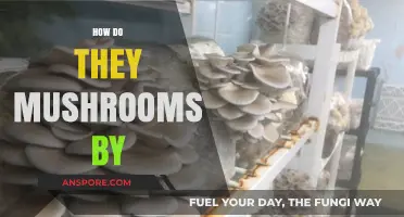 Mushrooms Multiply: A Guide to Mushroom Reproduction