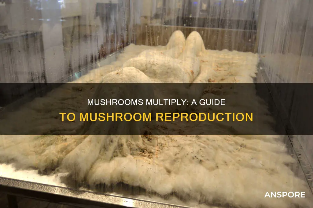 how do they mushrooms by