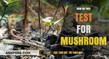 Testing Mushrooms: Safety and Identification Techniques