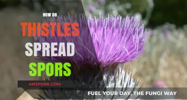 Thistle Spores: Unveiling Their Dispersal Methods and Survival Strategies