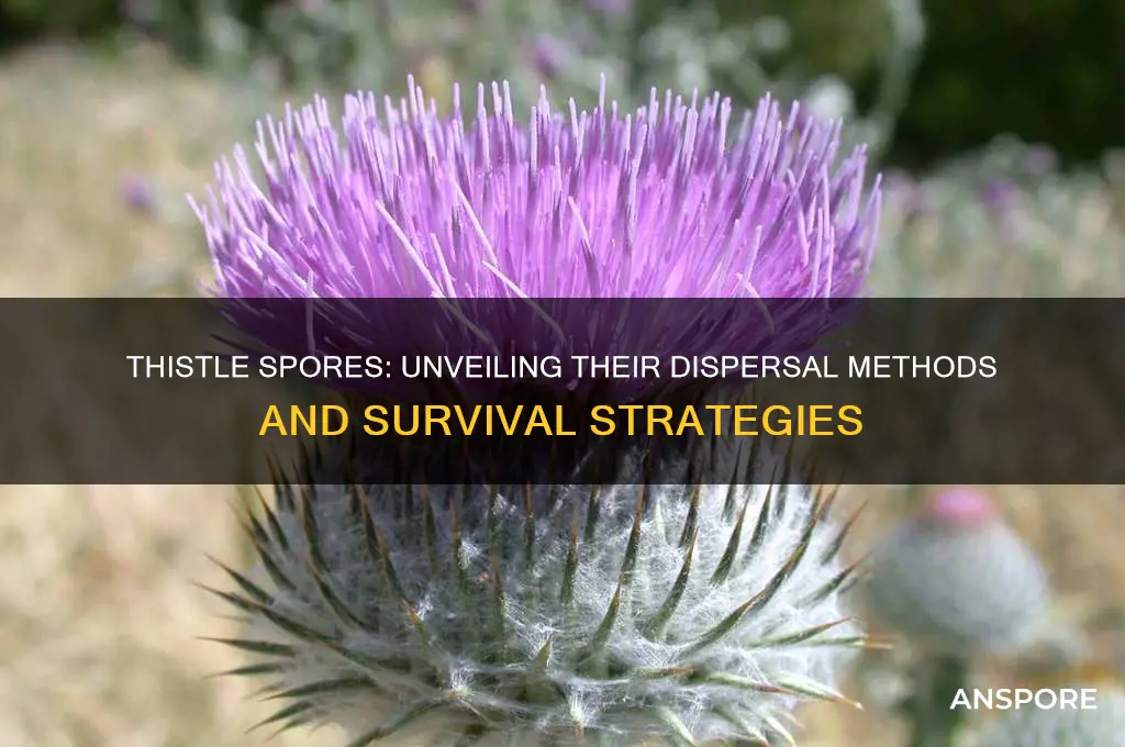 how do thistles spread spors
